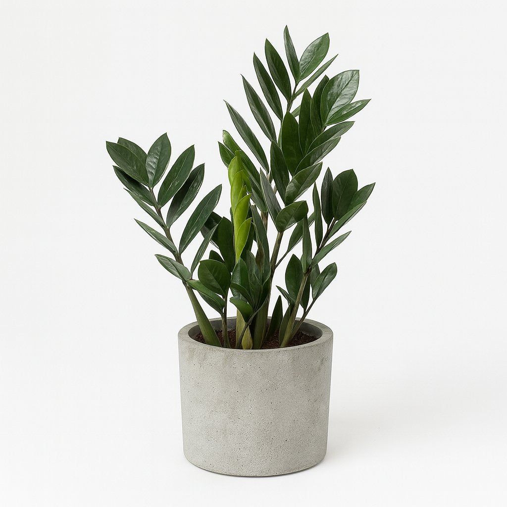 Zamioculcas Zamiifolia - 55cm in einem modernen Studio mit modernem Topf