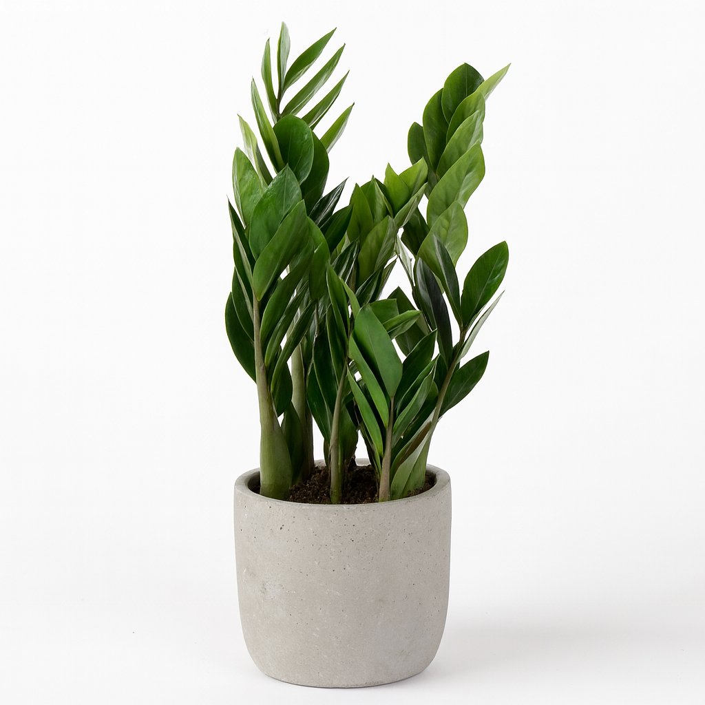 Zamioculcas Zamiifolia - 60cm in einem modernen Studio mit modernem Topf