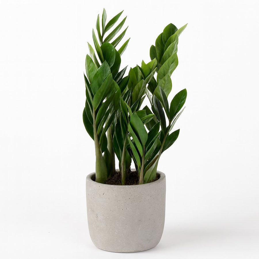 Zamioculcas Zamiifolia - 60cm in einem modernen Studio mit modernem Topf