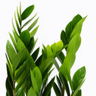 Zamioculcas Zamiifolia - 60cm