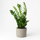 Zamioculcas Zamiifolia - 65cm in einem modernen Studio mit modernem Topf