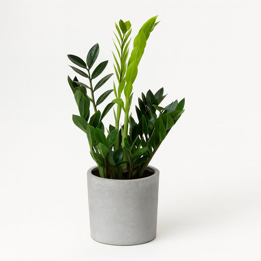 Zamioculcas Zamiifolia - 65cm in einem modernen Studio mit modernem Topf