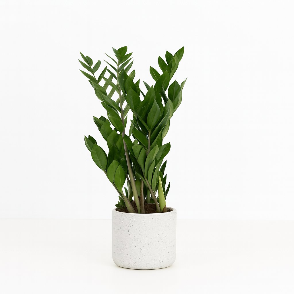Zamioculcas Zamiifolia - 70cm in einem modernen Studio mit modernem Topf
