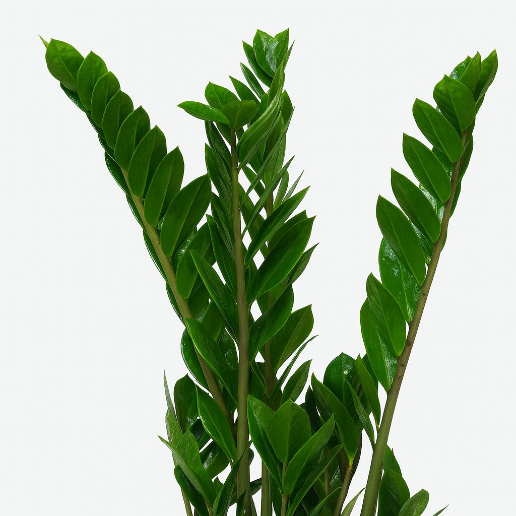 Zamioculcas Zamiifolia - 50cm