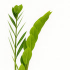 Zamioculcas Zamiifolia - 65cm