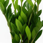 Zamioculcas Zamiifolia - 65cm