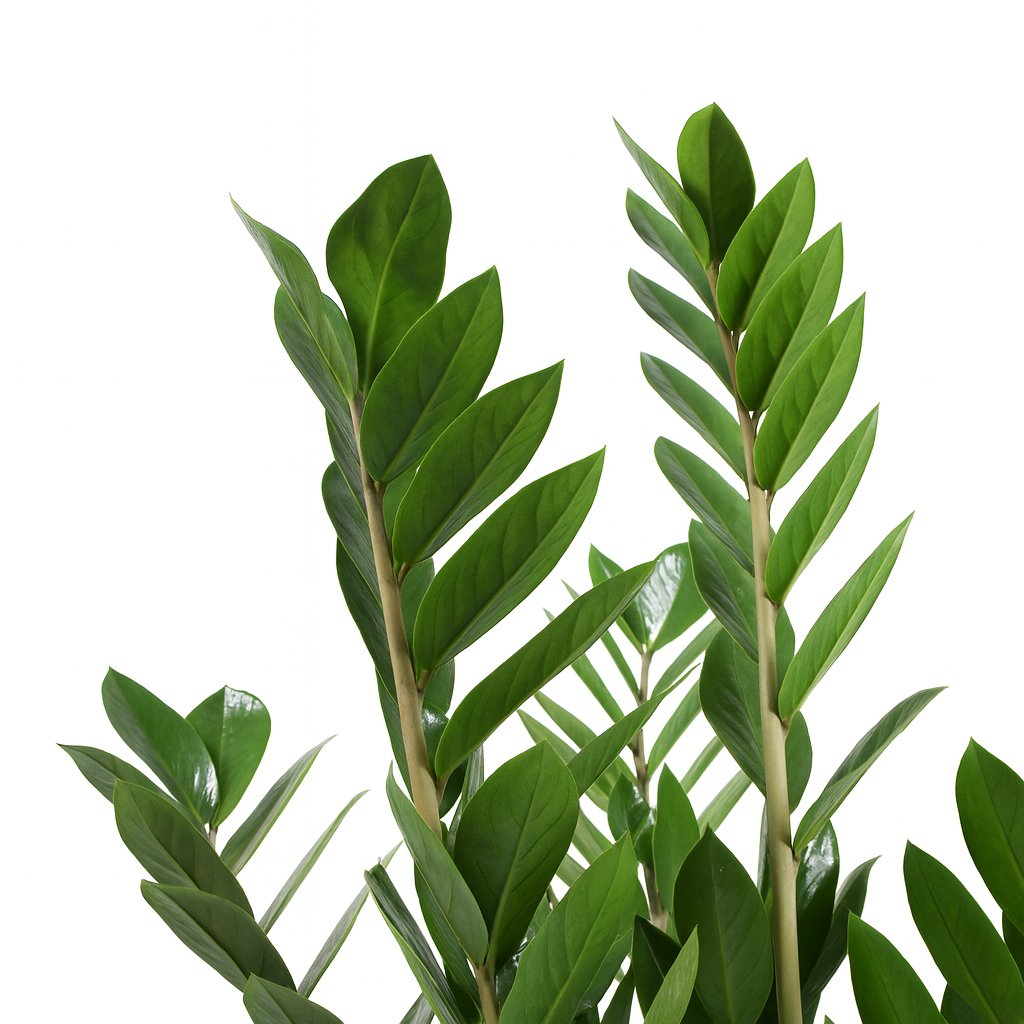 Zamioculcas Zamiifolia - 70cm