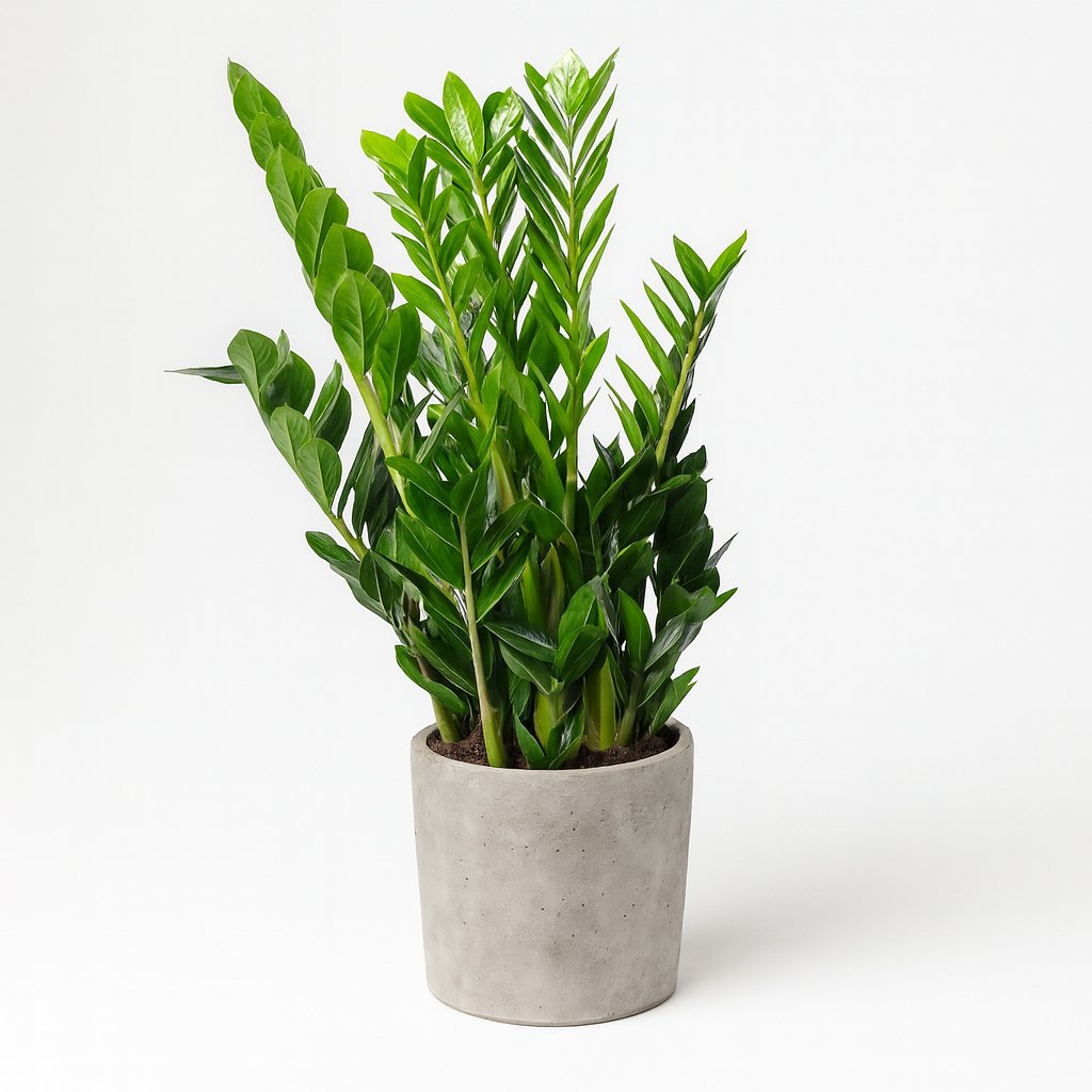 Zamioculcas Zamiifolia - 95cm in einem modernen Studio mit modernem Topf