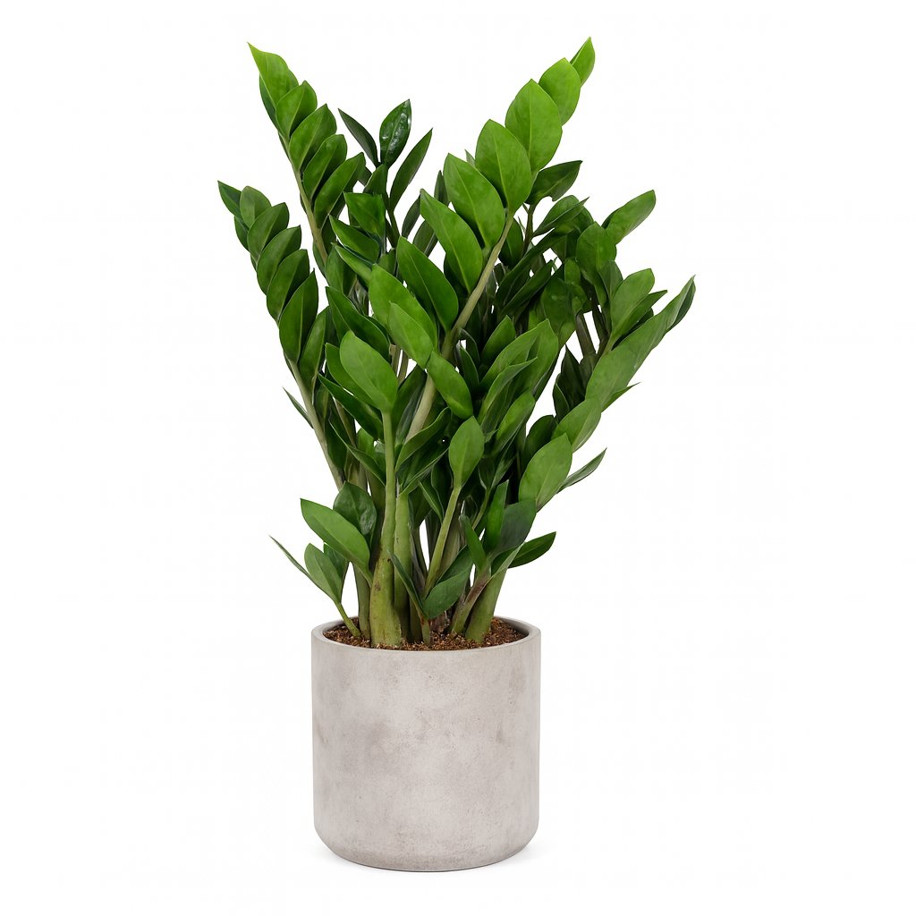 Zamioculcas Zamiifolia - 95cm in einem modernen Studio mit modernem Topf
