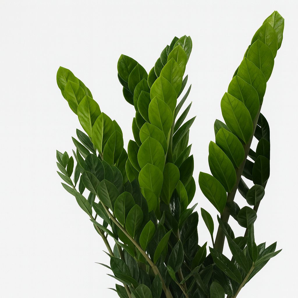 Zamioculcas Zamiifolia 80cm