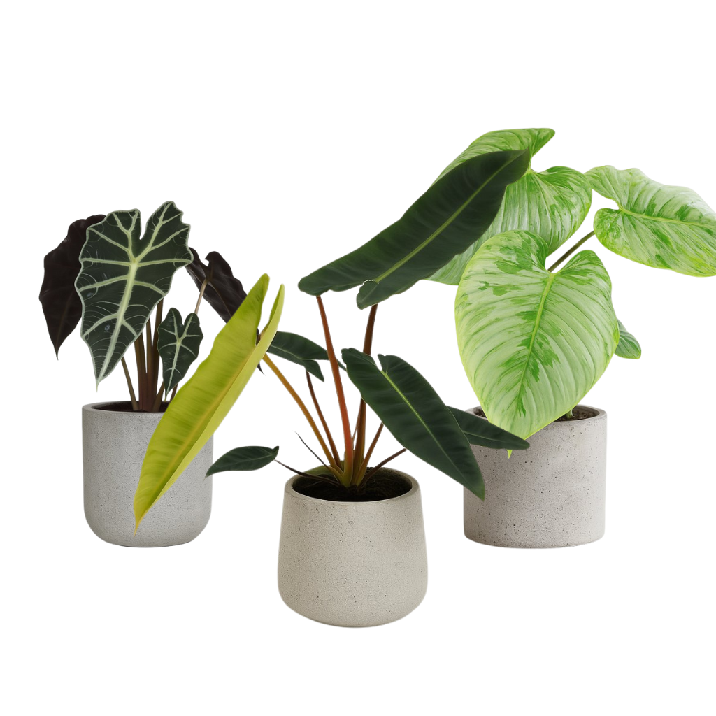 Zimmerpflanzen mit großen Blättern (Set 3)