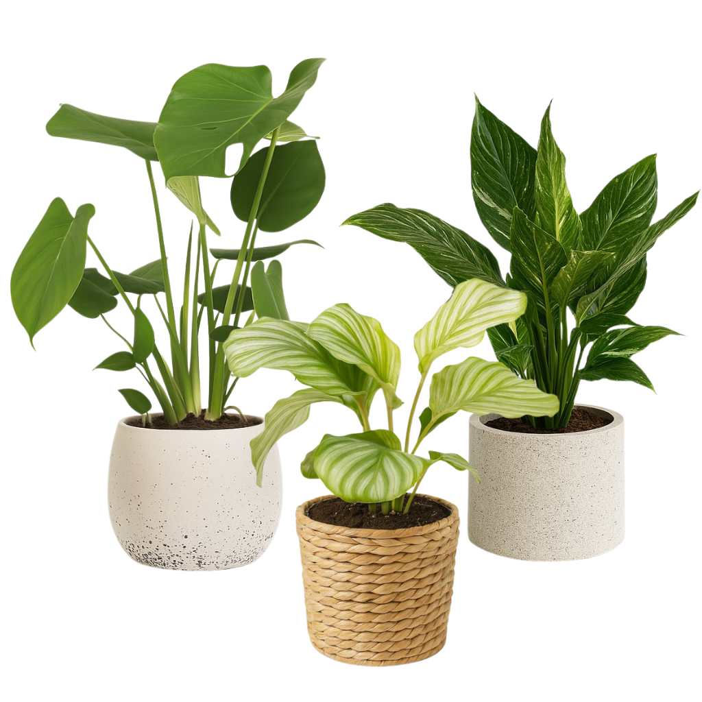 Zimmerpflanzen mit großen Blättern (Set 4)