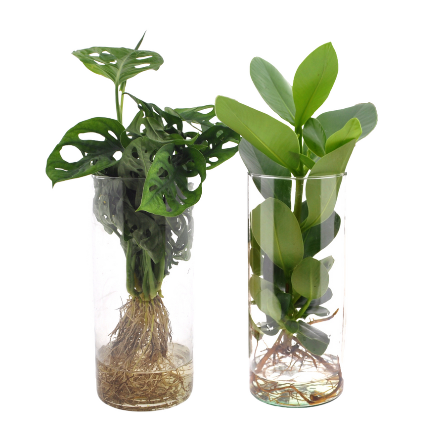 Zylinder-Glas Duo Monstera/Clusia - 2 Stück - 25-40cm in einem modernen Studio mit modernem Topf