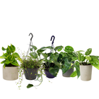 Luftreinigende Pflanzen hängend (mittel)
