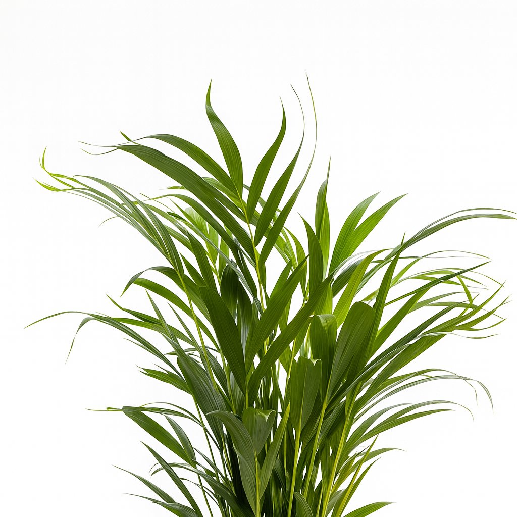 Dypsis Lutescens - 65cm