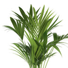 Howea Forsteriana - 120cm