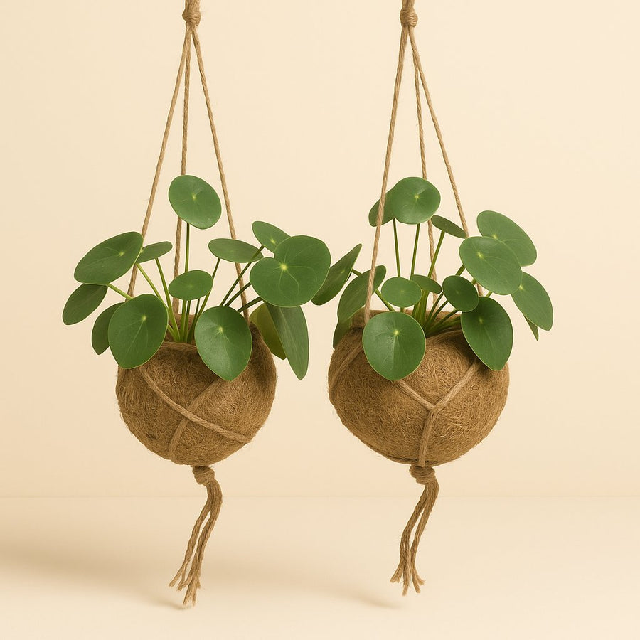 2x Kokodama Pilea Peperomiodes - 20cm in einem modernen Studio mit modernem Topf